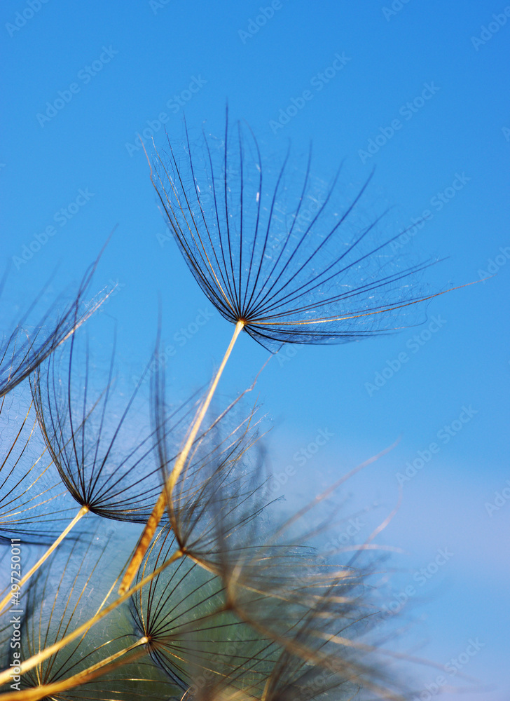 Dandelion flower background closeup