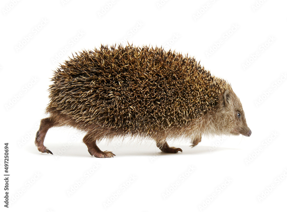 Hedgehog  isolated on white