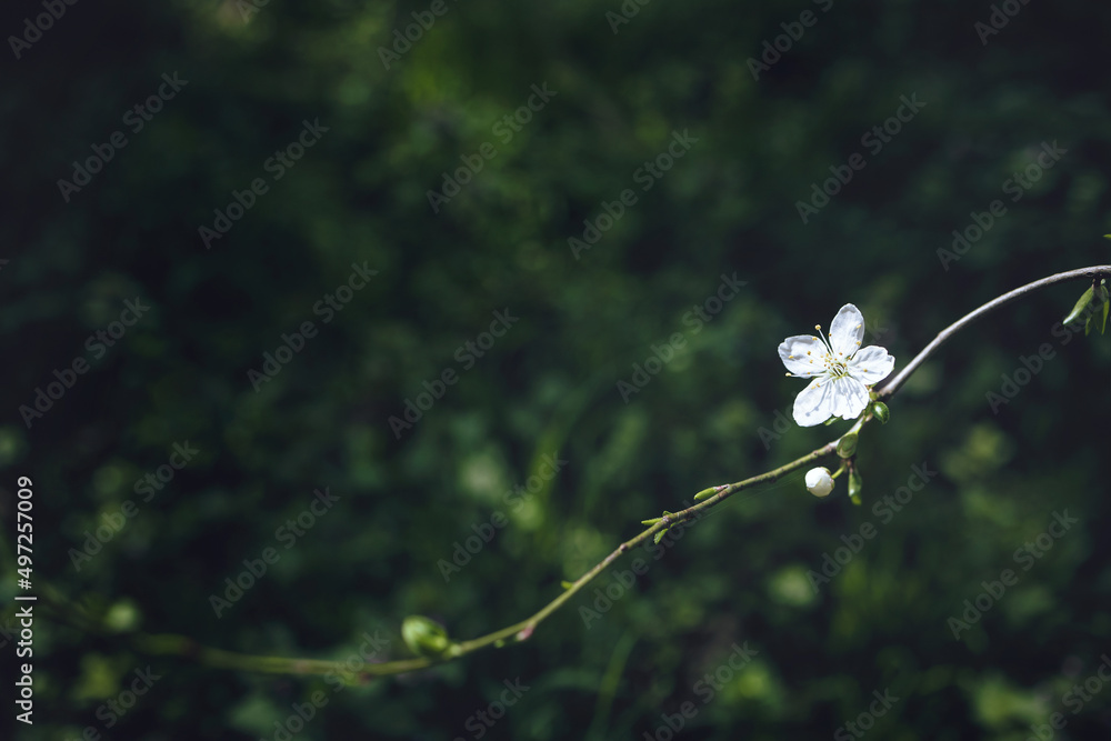 明亮的樱花树枝，在模糊的深绿色背景上开着白花，带lea