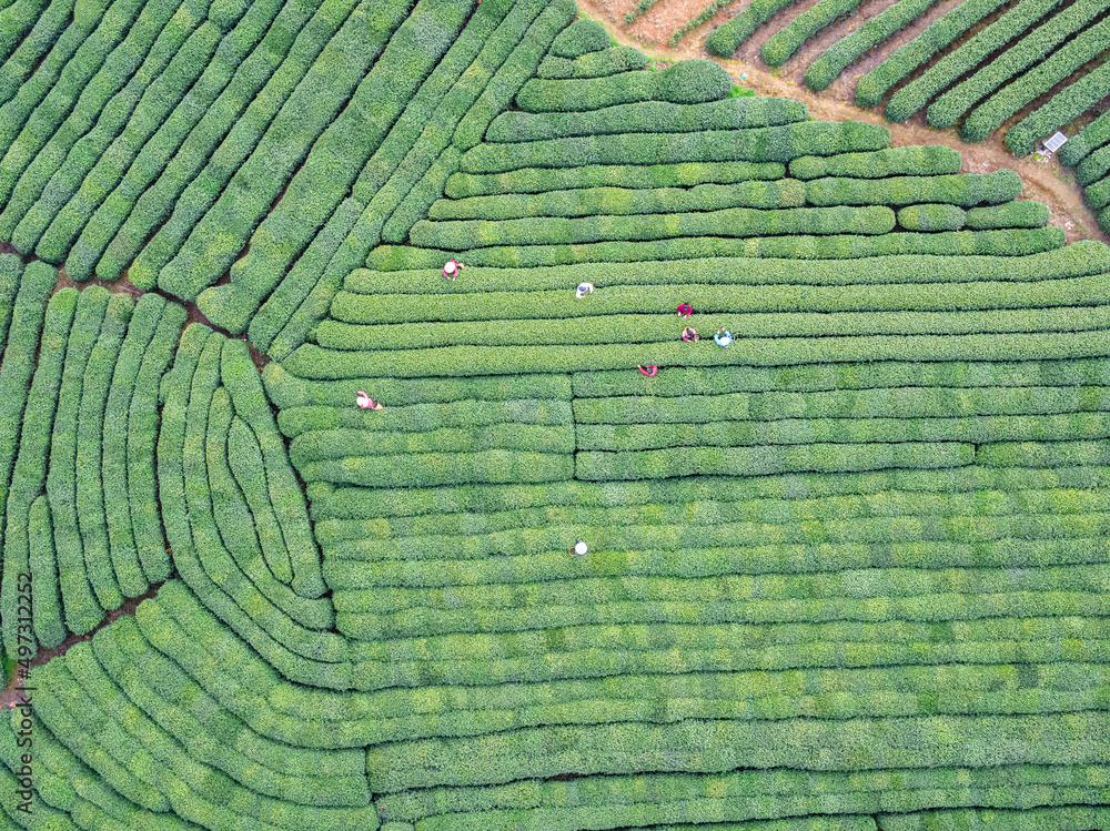 中国杭州龙井茶园