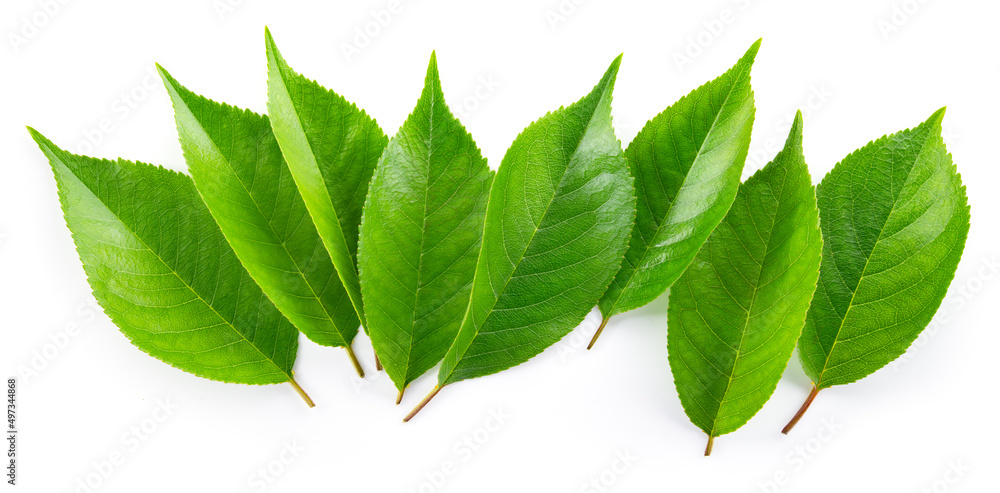 Cherry leaf isolated. Cherry leaves on white top view. Green fruit leaves flat lay. Full depth of fi