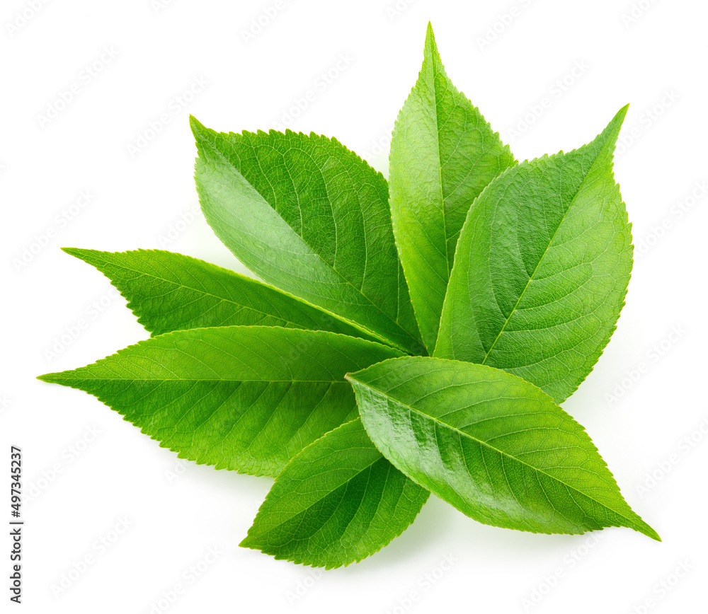 Fruit leaves flat lay. Cherry leaf isolated. Green cherry leaves on white top view. Full depth of fi