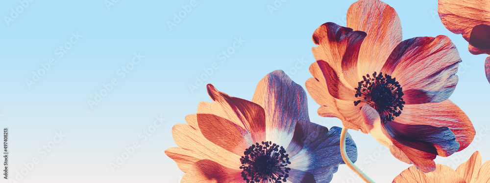 Orange flowers on sunset sky background. Close-up