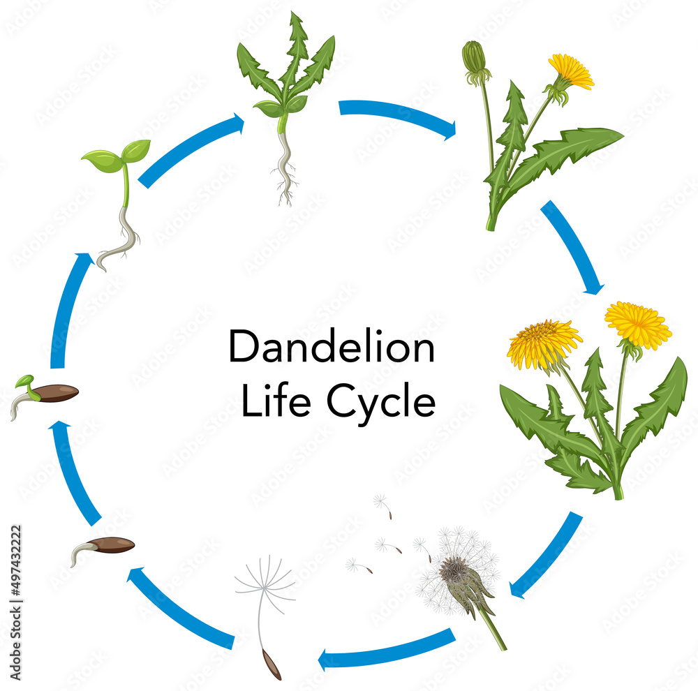 Set of dandelion life cycle