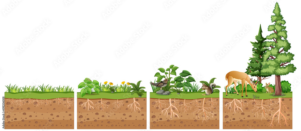 植物及其根部的科学教育