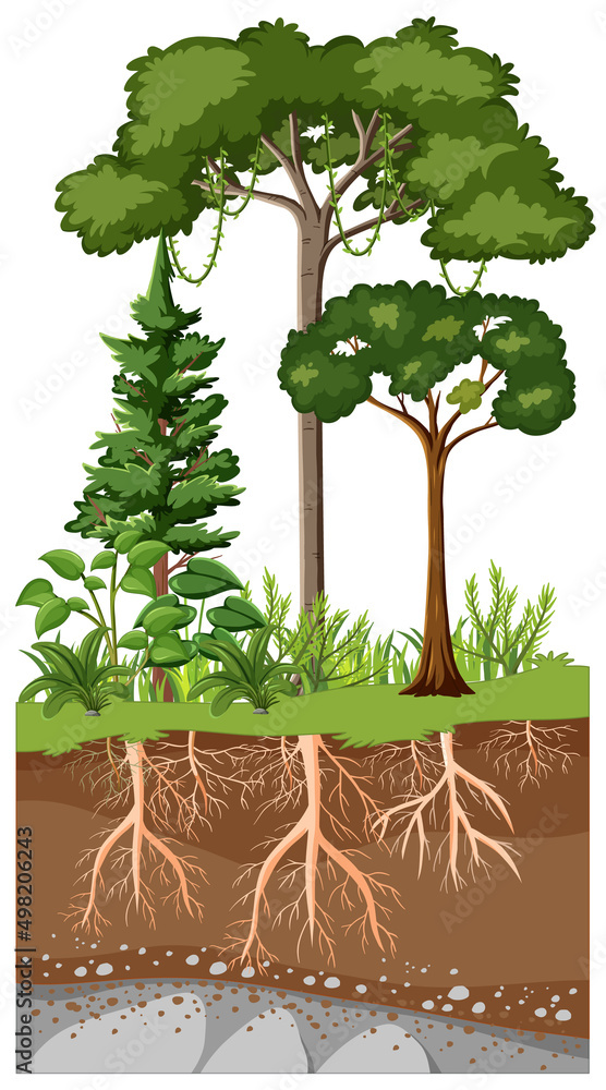 植物及其根部的科学教育