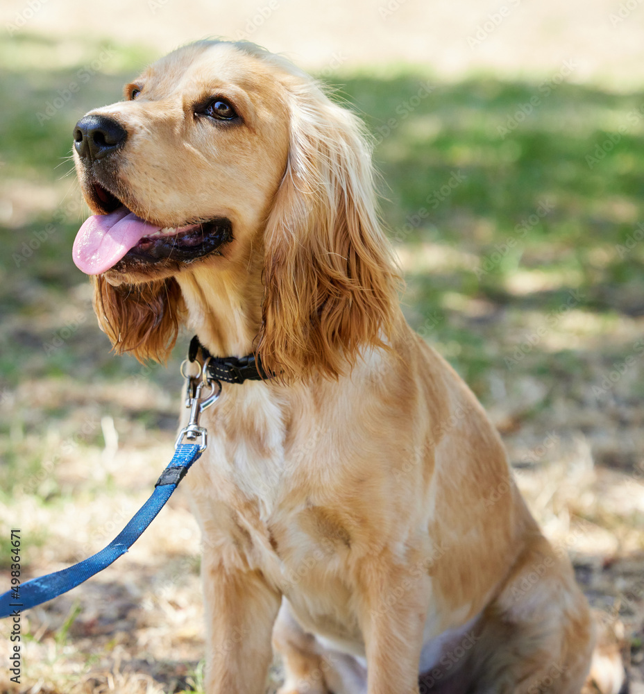 Walk like a dog, they will lead you in the right direction. Shot of an adorable cocker spaniel puppy