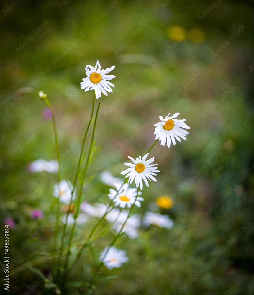 山上的野花洋甘菊。特写