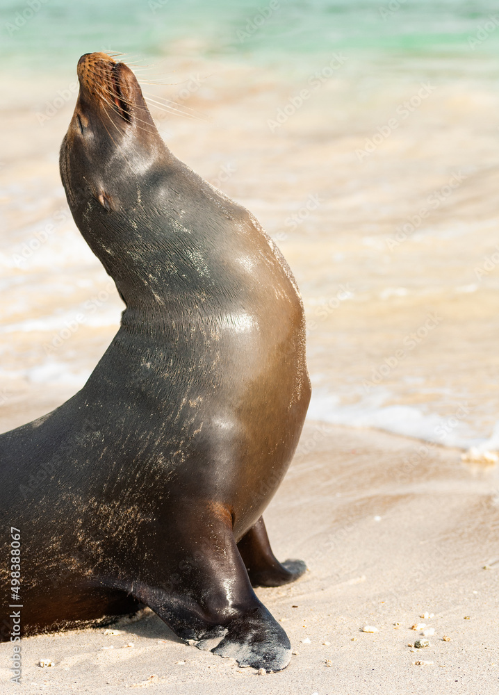 lobo marino de Galápagos tomado el sol