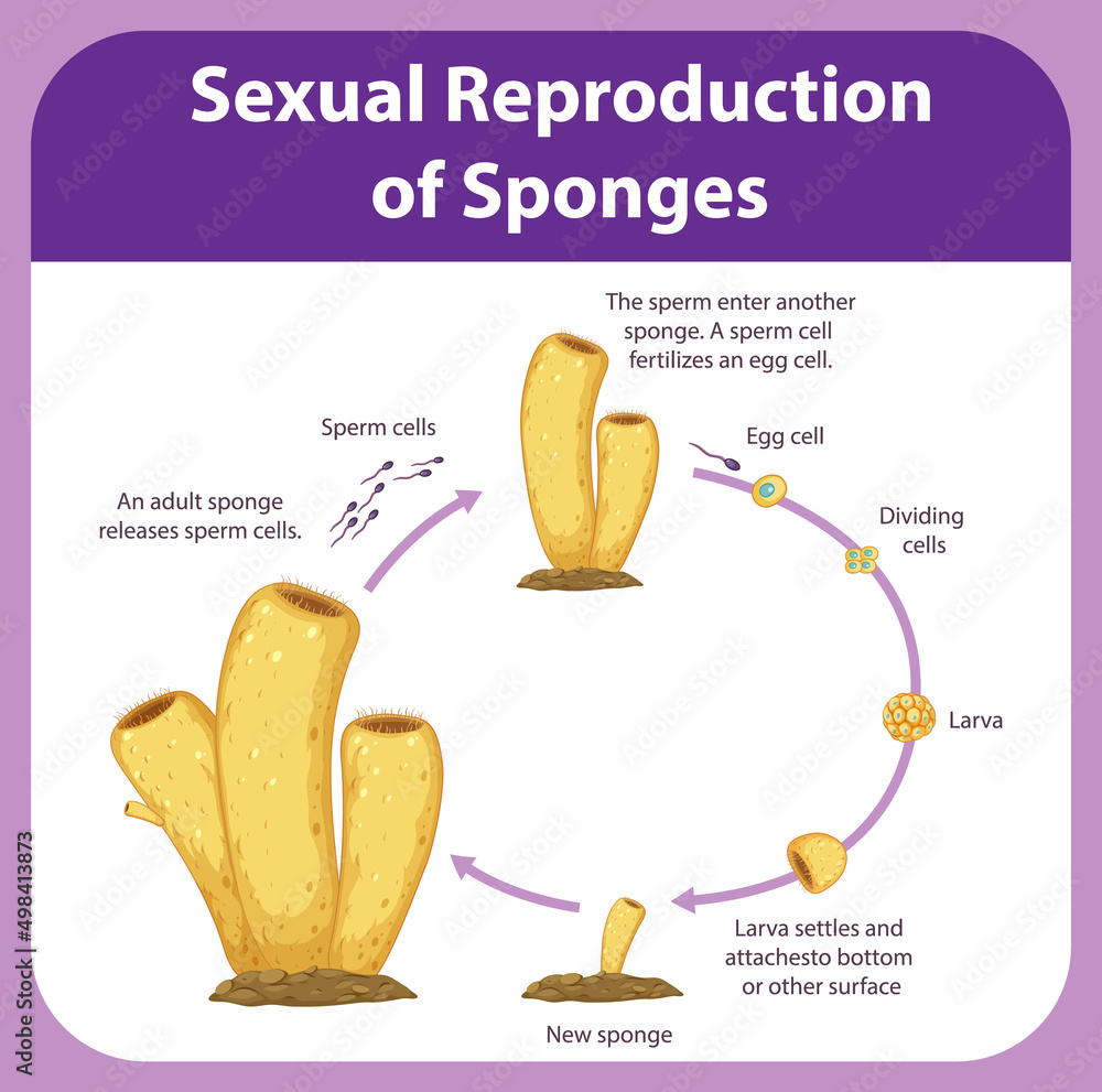 海绵繁殖示意图