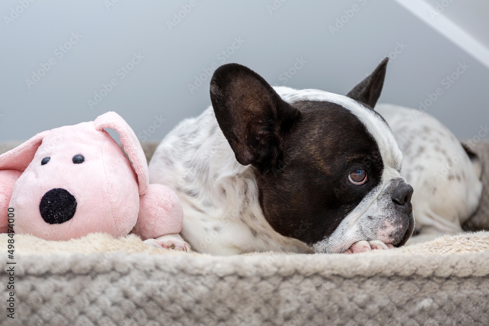 法国斗牛犬和他的泰迪犬玩具睡觉