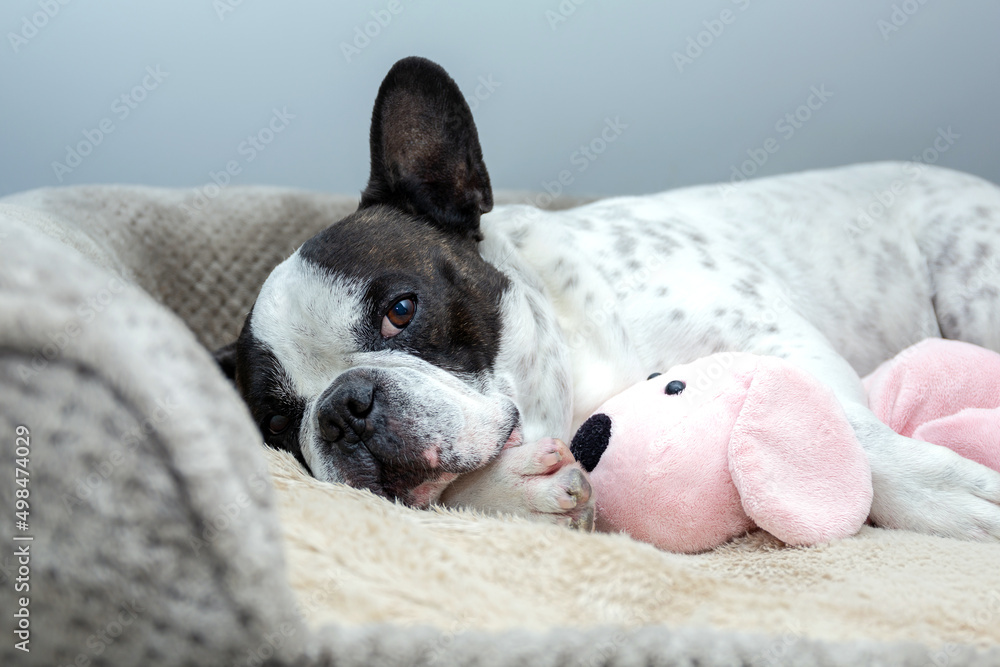 法国斗牛犬抱着他的泰迪犬玩具睡觉