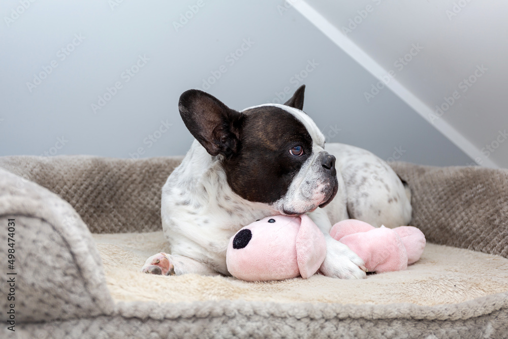 法国斗牛犬抱着他的泰迪犬玩具睡觉