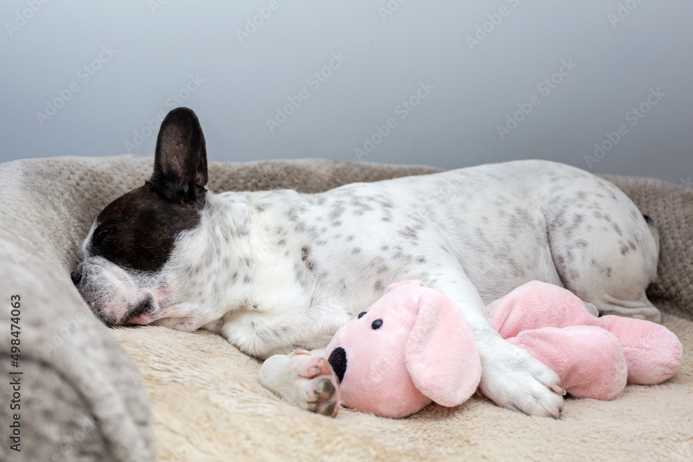 法国斗牛犬和他的泰迪犬玩具睡觉