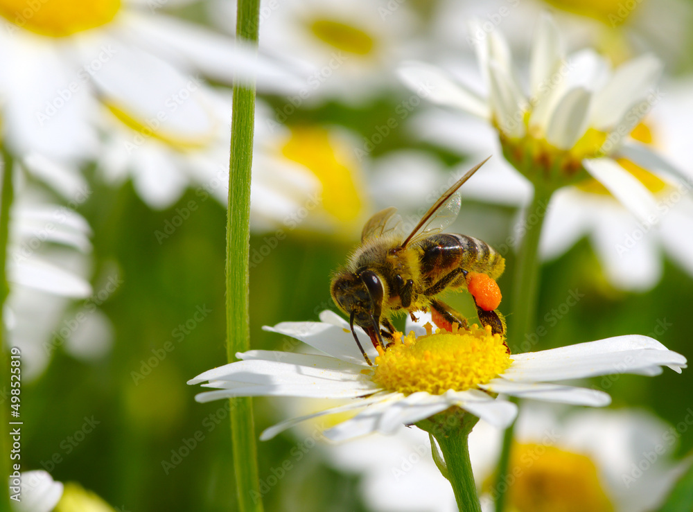 Honey bee worker on flower