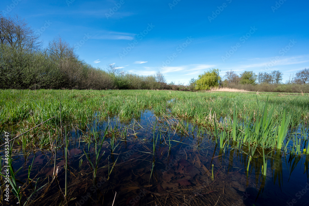 Paysage des étangs de La Dombes dans le département de lAin en France au printemps