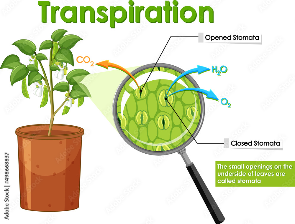 植物蒸腾作用示意图