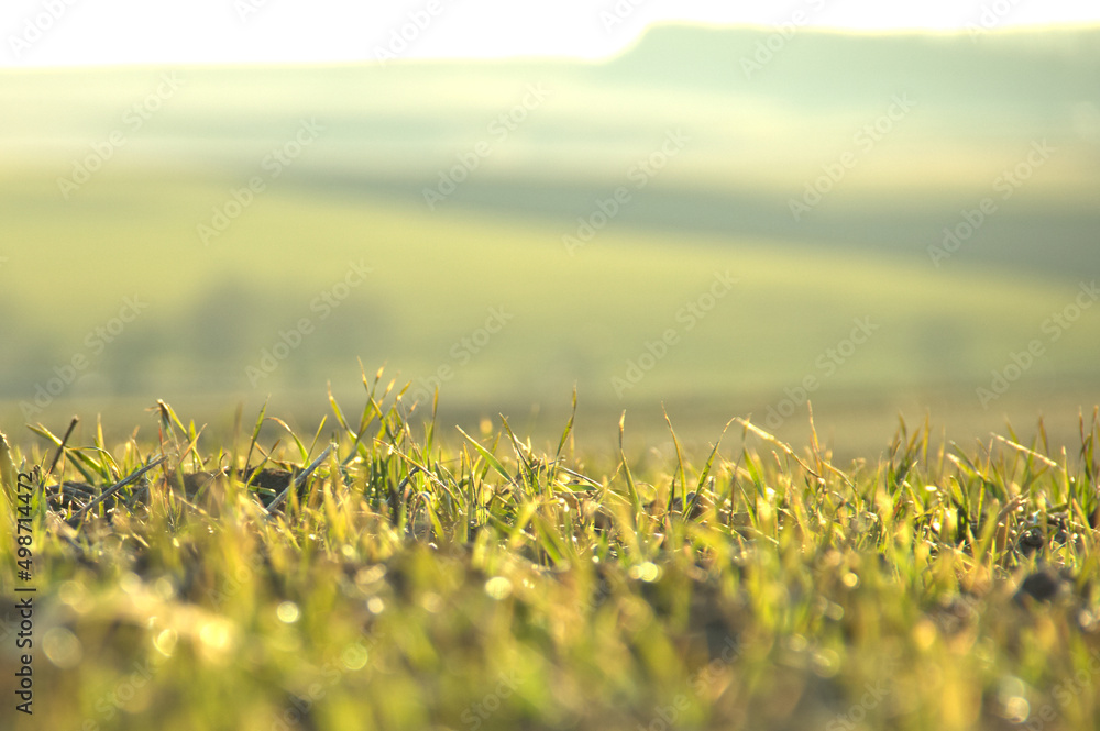 Green grass in the field. With space for text.