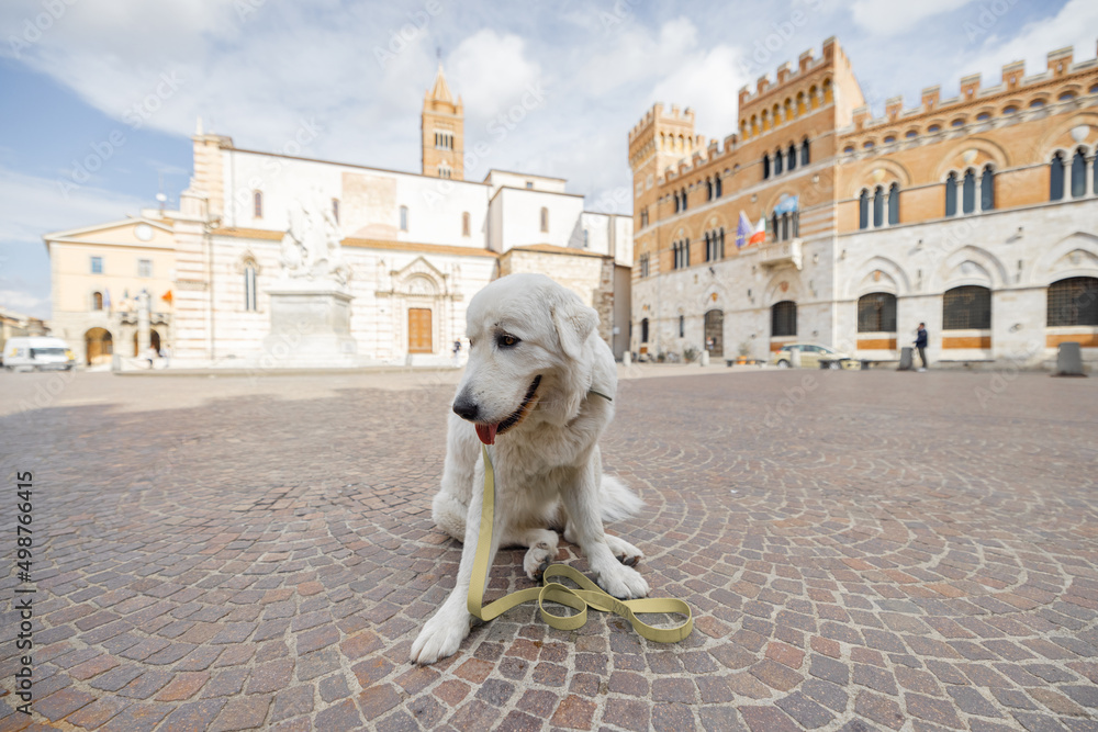 Maremma地区Grosseto镇中心广场上可爱的Maremmano abruzzese牧羊犬