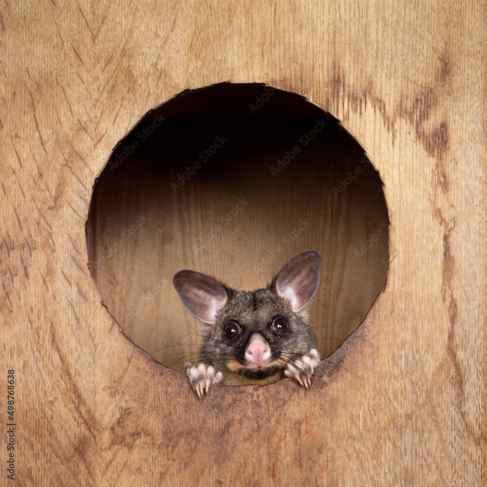 Brushtail Possum aka Trichosurus vulpecula, sitting in wooden box. Looking out through round hole st