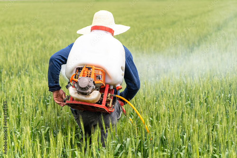 Farmer is spraying pesticide in rice field