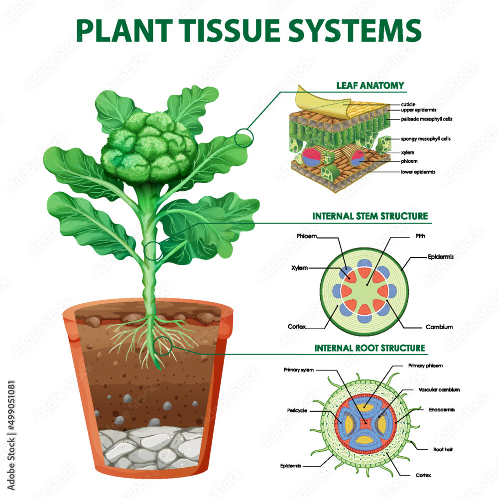 植物组织系统示意图