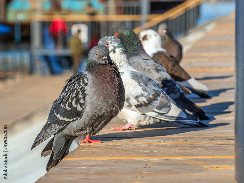 Grey rock doves is sitting lined up on a wooden roof.