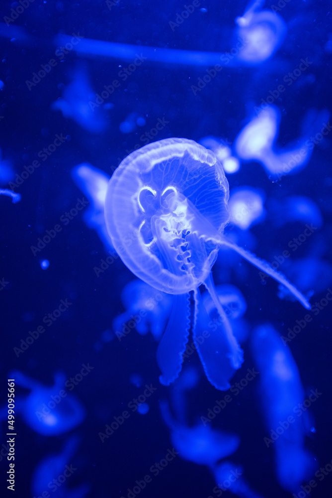 jelly fish in the aquarium