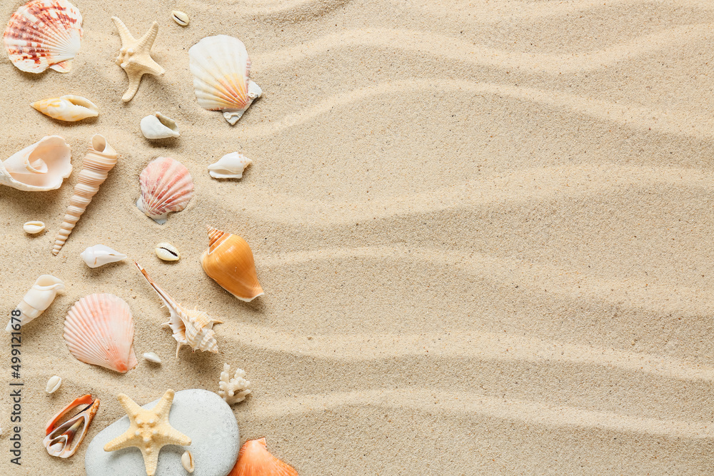 Many different sea shells on sea coast