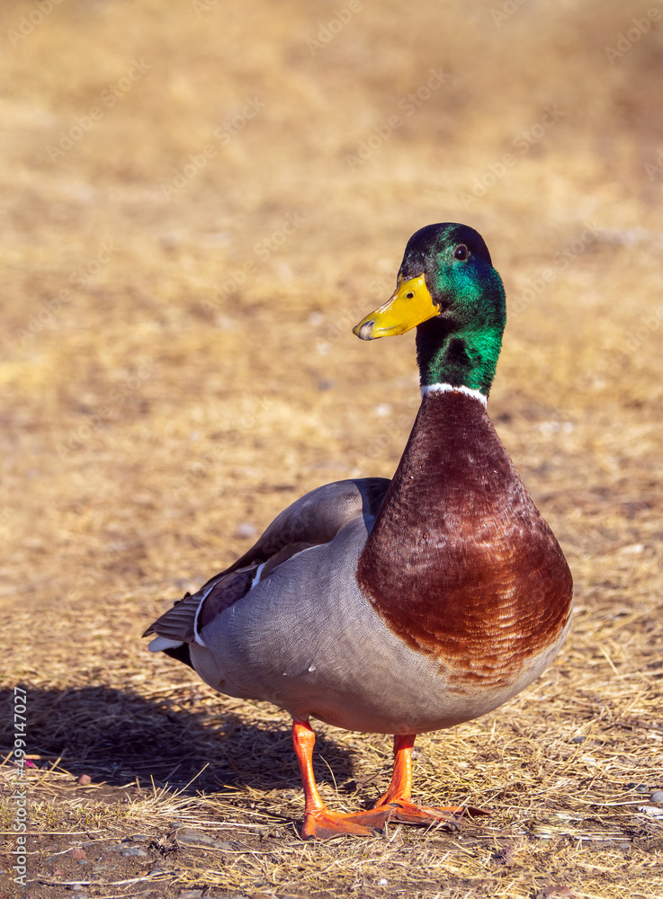 Mallard duck drake站在草坪上