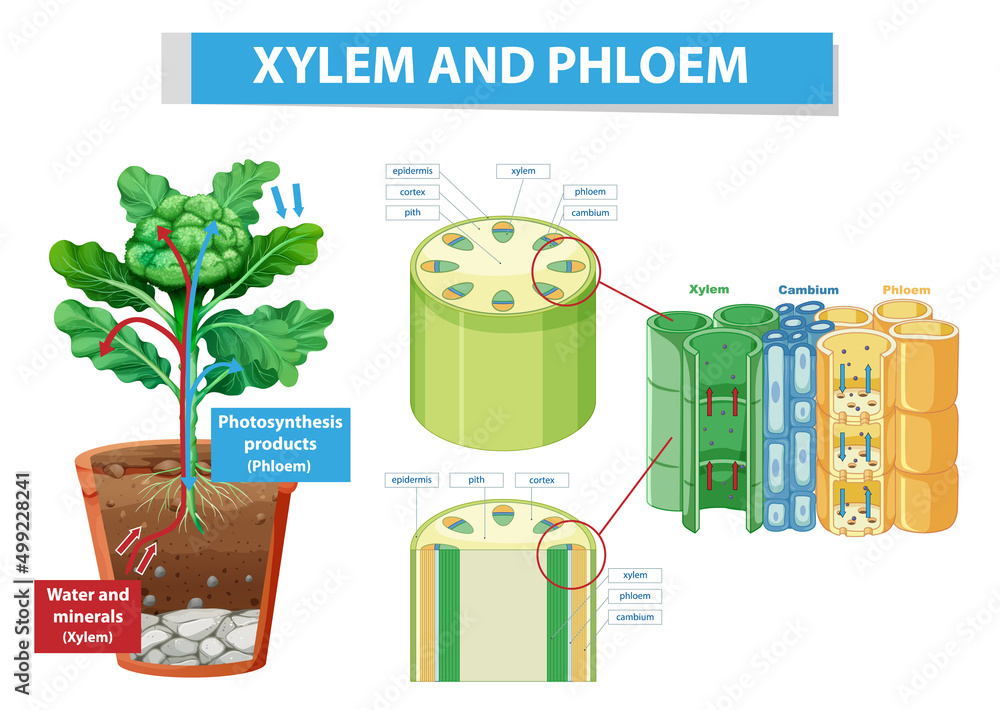 植物木质部和韧皮部示意图