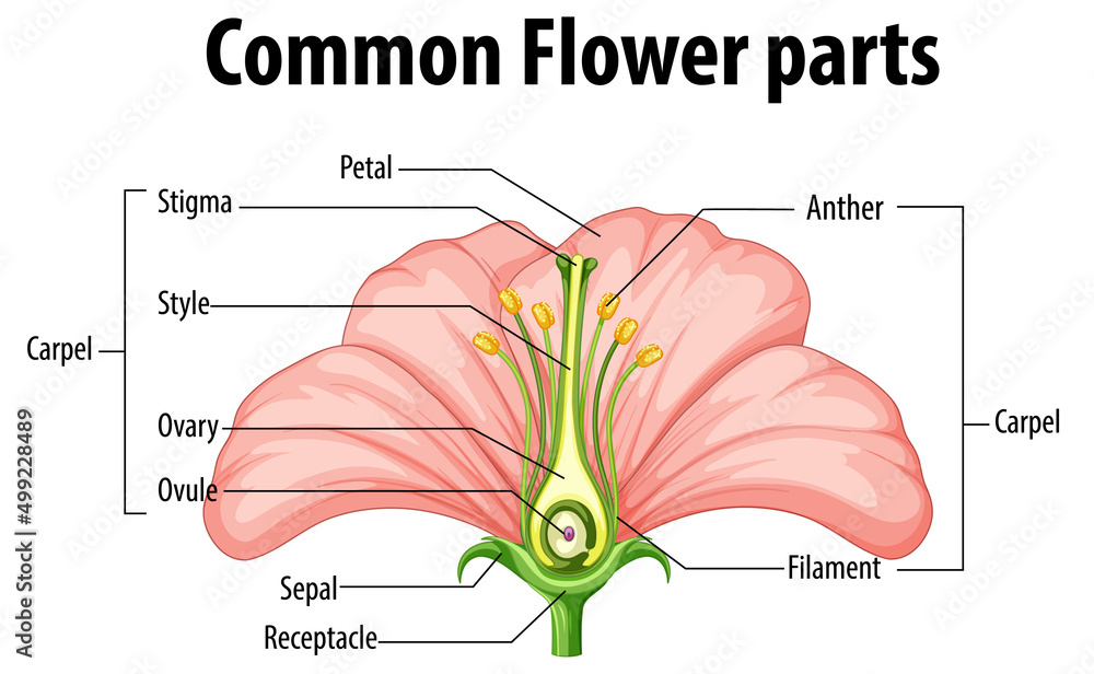 常见花卉部位示意图