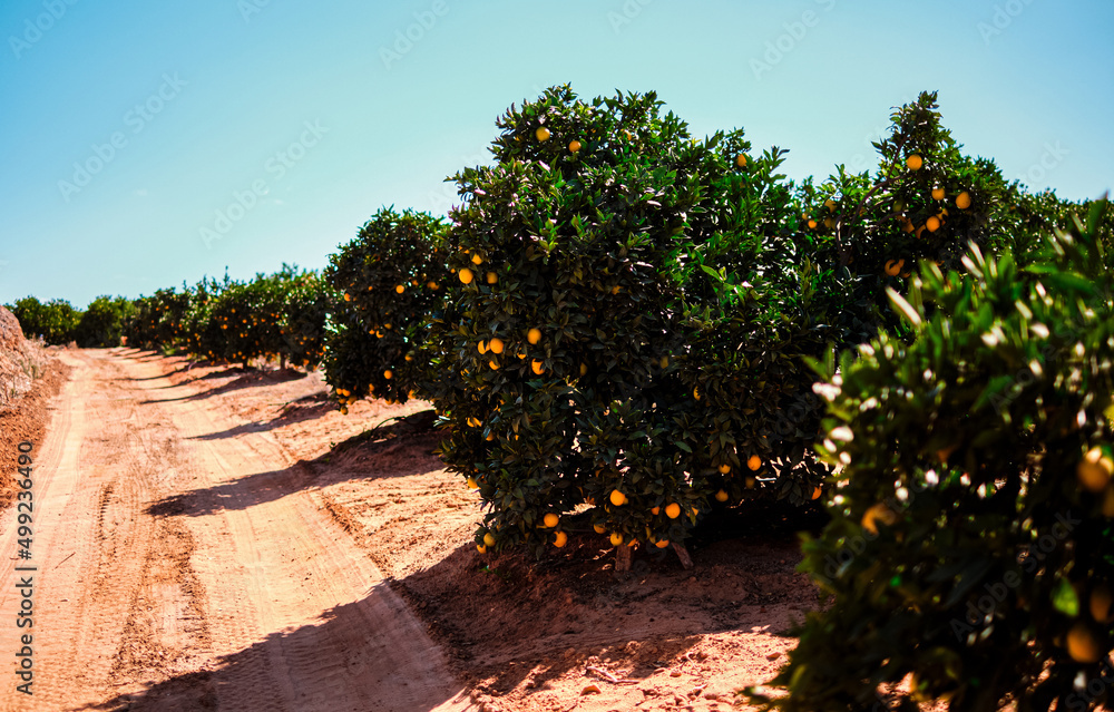 Juicy and just waiting to be picked. Shot of oranges growing on trees on a farm.