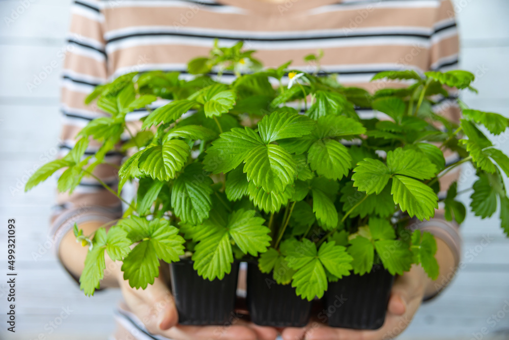 草莓园丁。花园概念。种植幼苗