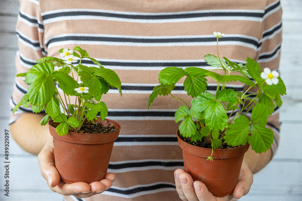 草莓园丁。花园概念。种植幼苗