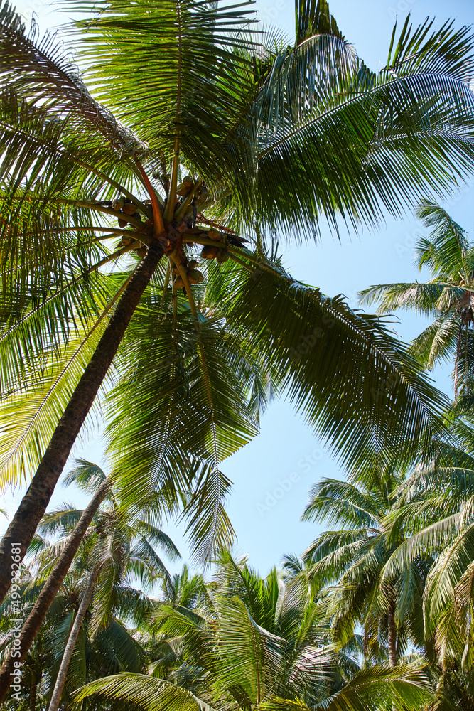 Step into your tropical dream. Vibrant image of a lush palm tree with a healthy palm tree canopy bey