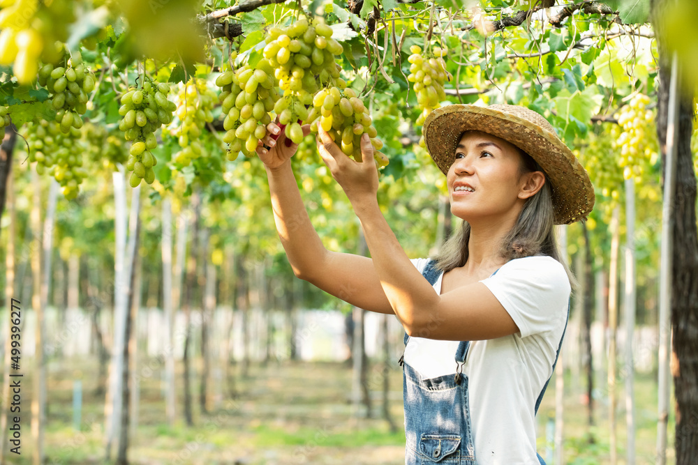 亚洲女农民在葡萄园收获成熟的绿色葡萄