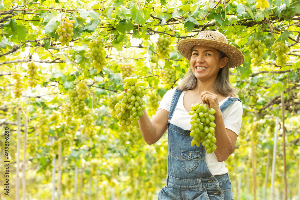 Asian woman farmer harvesting ripe green grapes in vineyard