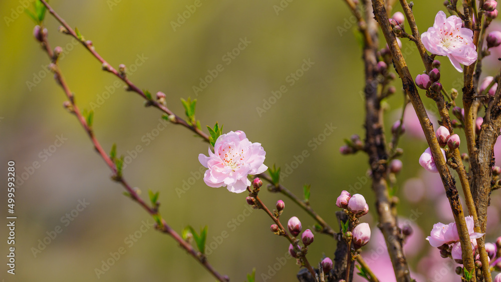 红色桃花在春天绽放