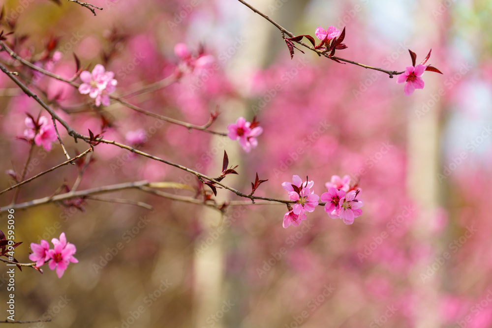 春暖花开