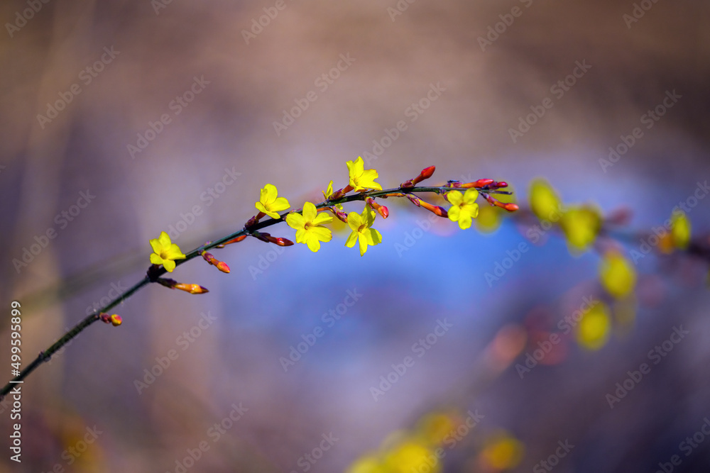 黄色迎春花绽放