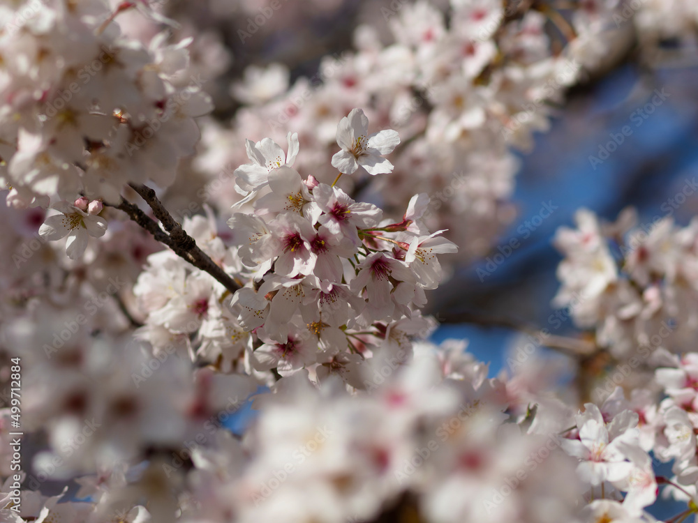 桜の花のアップ