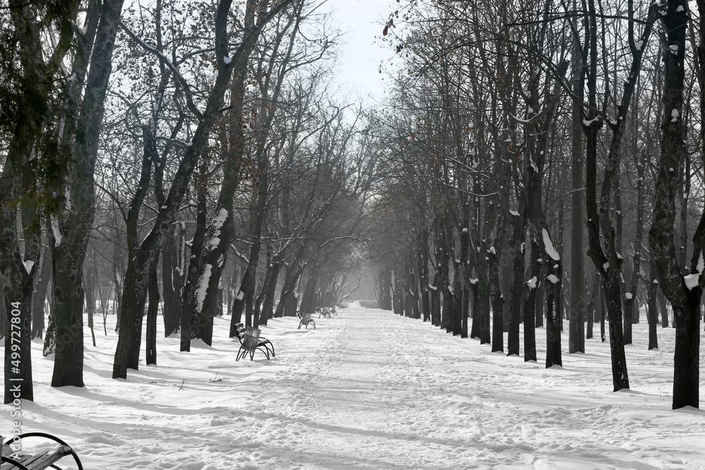 Alley with bare trees and benches on snowy winter day