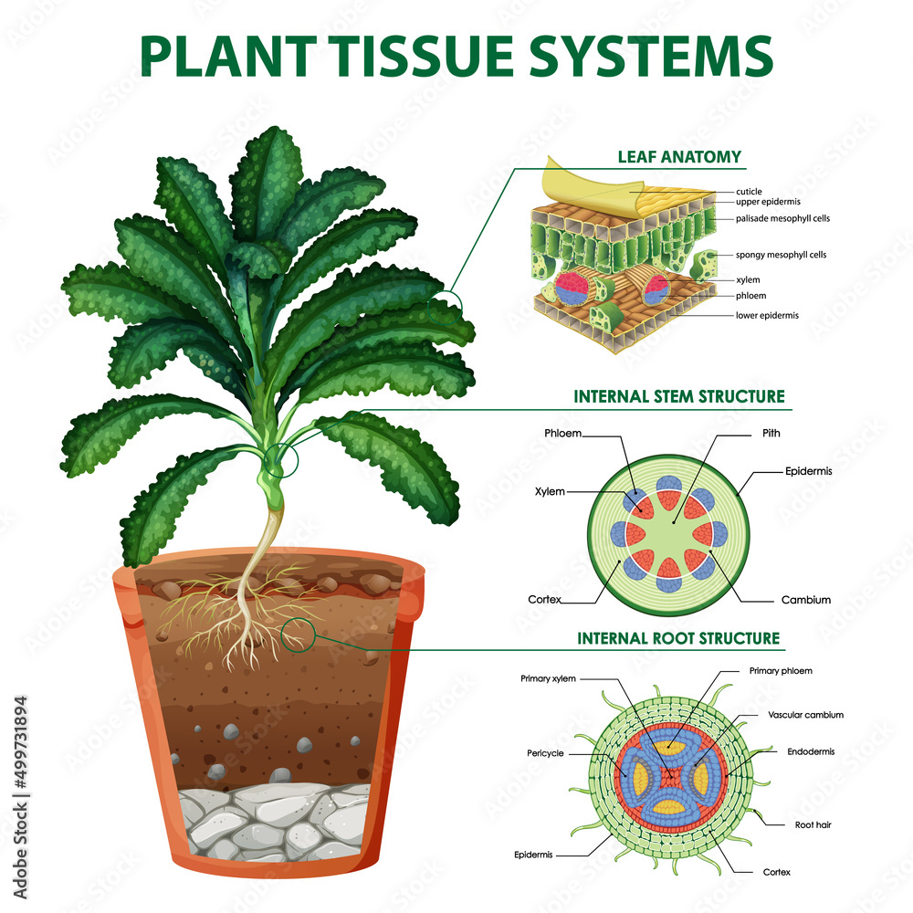 植物组织系统示意图