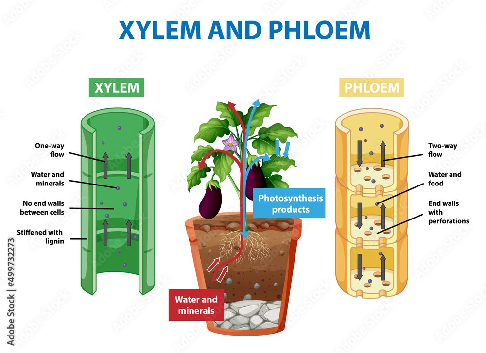 植物木质部和韧皮部示意图