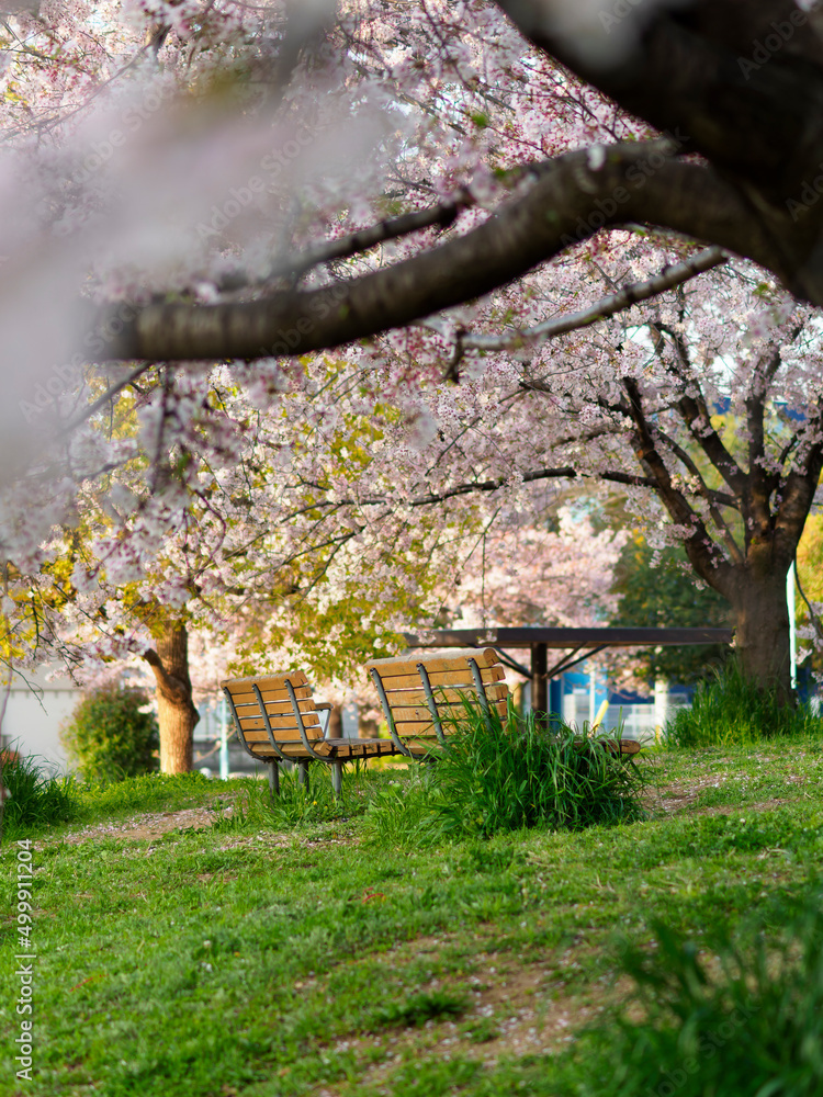 公園のベンチと満開の桜