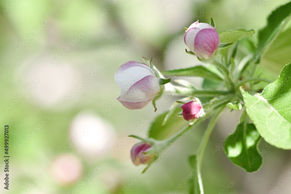 春意盎然的花园，春天果树盛开，花序美丽