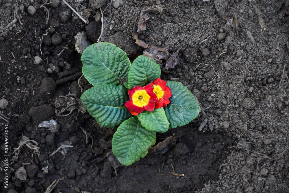 新鲜种植的观赏花卉，并在春季花园浇水