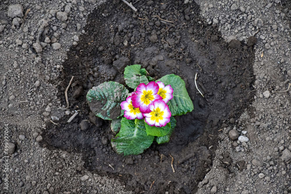 Freshly planted ornamental flowers and watered in the spring garden