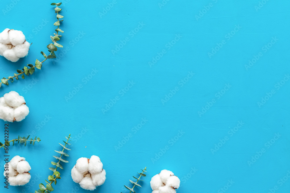 Flowers composition on blue desk with eucalyptus branches and cotton. Flat lay, top view, copy space